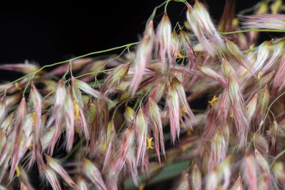 1000 Variegated RIBBON GRASS Reed Canary Phalaris Arundinacea Pink Flower Seeds