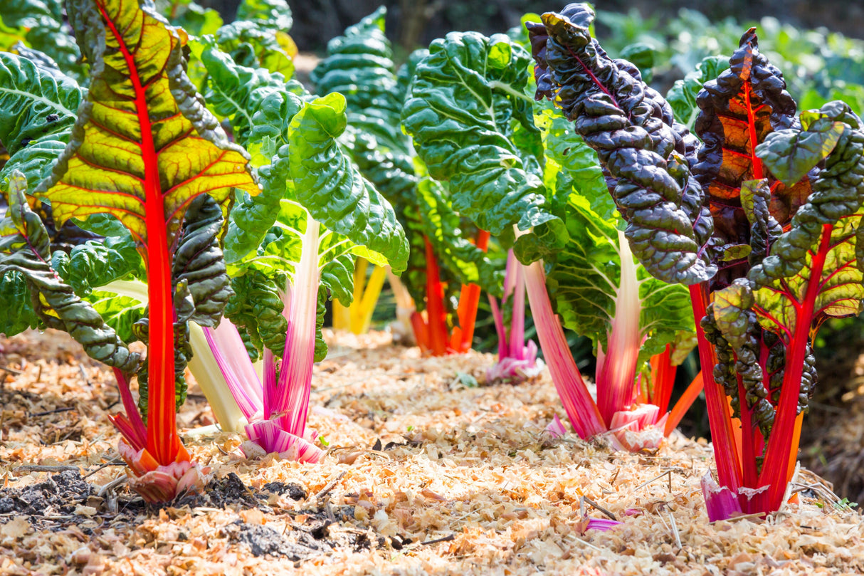 150 Mixed Colors NORTHERN LIGHTS SWISS CHARD (Perpetual Spinach) Beta Vulgaris Cicla Vegetable Seeds