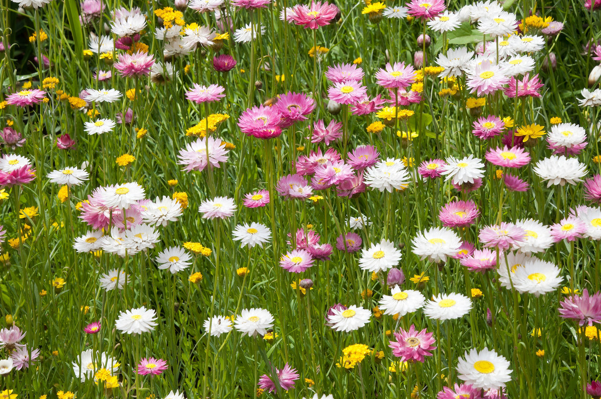 100 MIXED DOUBLE ACROCLINIUM Paper Daisy Helipterum Roseum Rhodanthe Flower Seeds