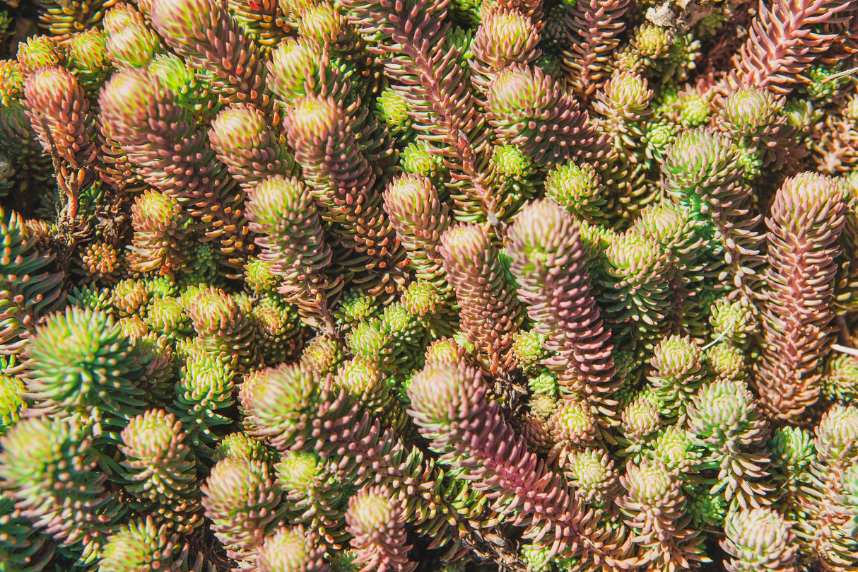 150 MIXED SEDUM Stonecrop Succulent Groundcover Red White Yellow Pink Purple Flower Seeds