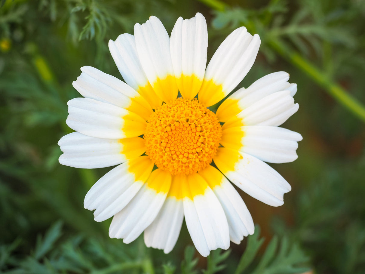 1000 GARLAND CROWN DAISY Chrysanthemum Coronarium Glebionis White Yellow Flower Seeds
