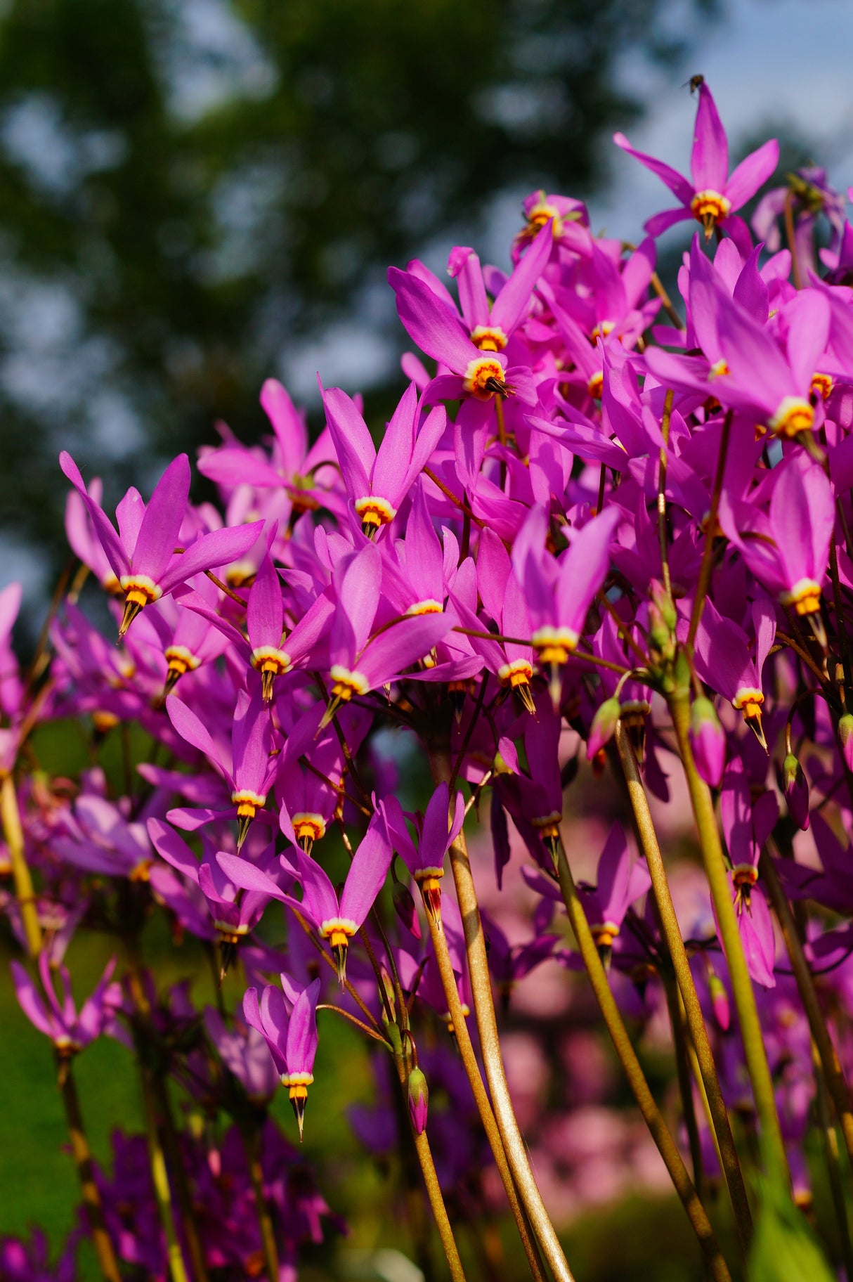 25 MIDLAND SHOOTING STAR (Flamingo Flower / Birds Bills / Prairie Pointer) Dodecatheon Meadia Flower Seeds