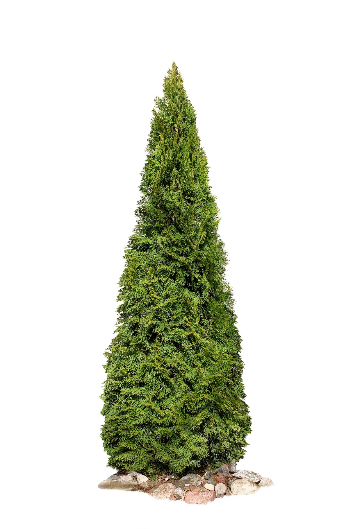 25 THUJA TREE Cedar Thuja Occidentalis Conifer Seeds