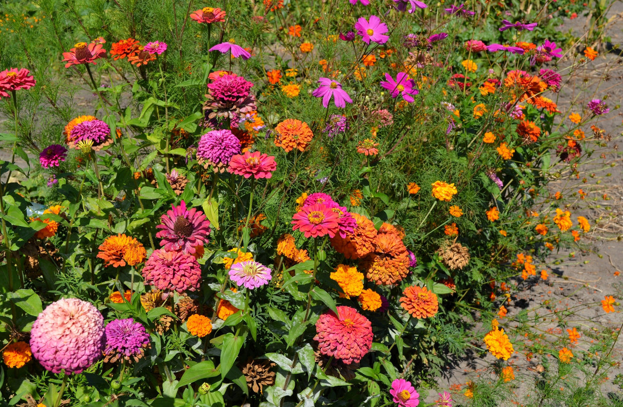 200 Mixed Colors ZINNIA POMPON Zinnia Elegans Flower Seeds