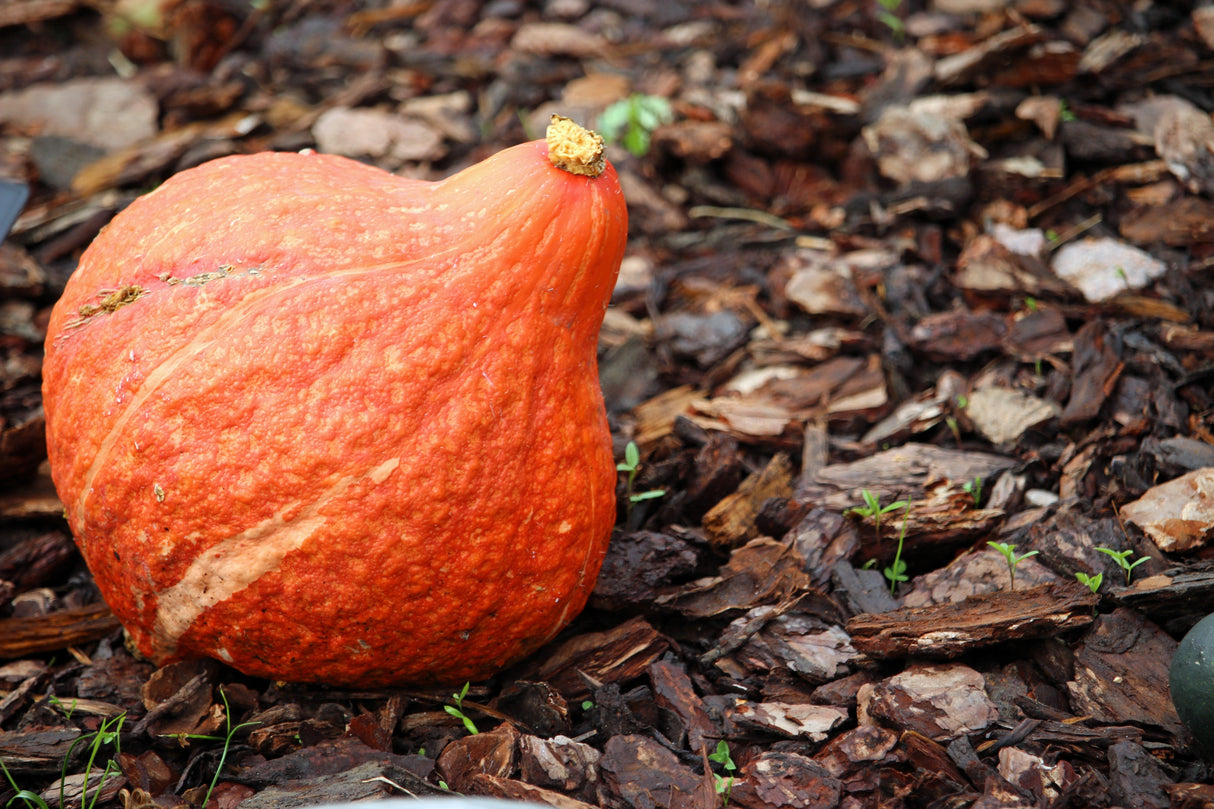 30 GOLDEN HUBBARD SQUASH Genesee Red Buttercup Cucurbita Pepo Vegetable Seeds