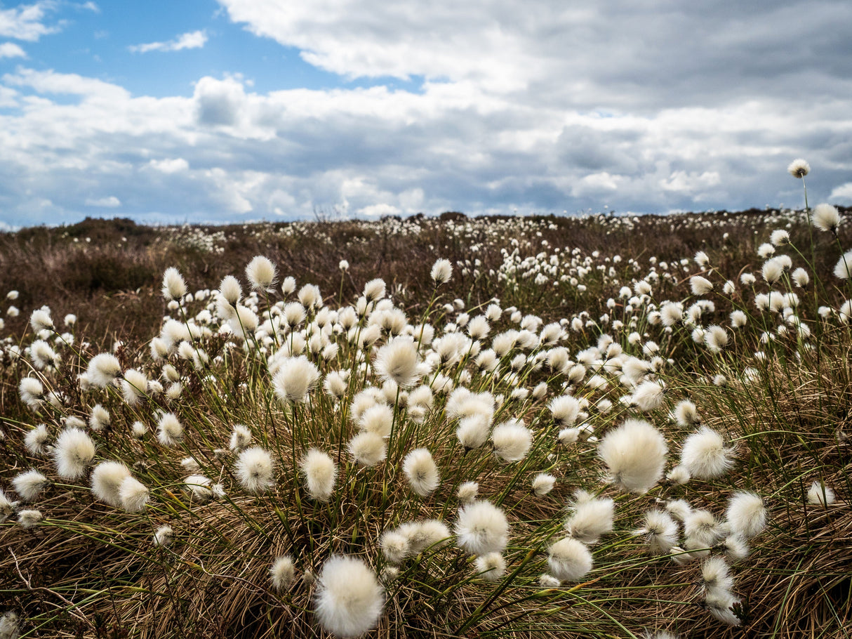 25 TAWNY COTTONGRASS Flower Seeds Eriophorum Virginicum Hare's Tail Cotton Grass Seeds