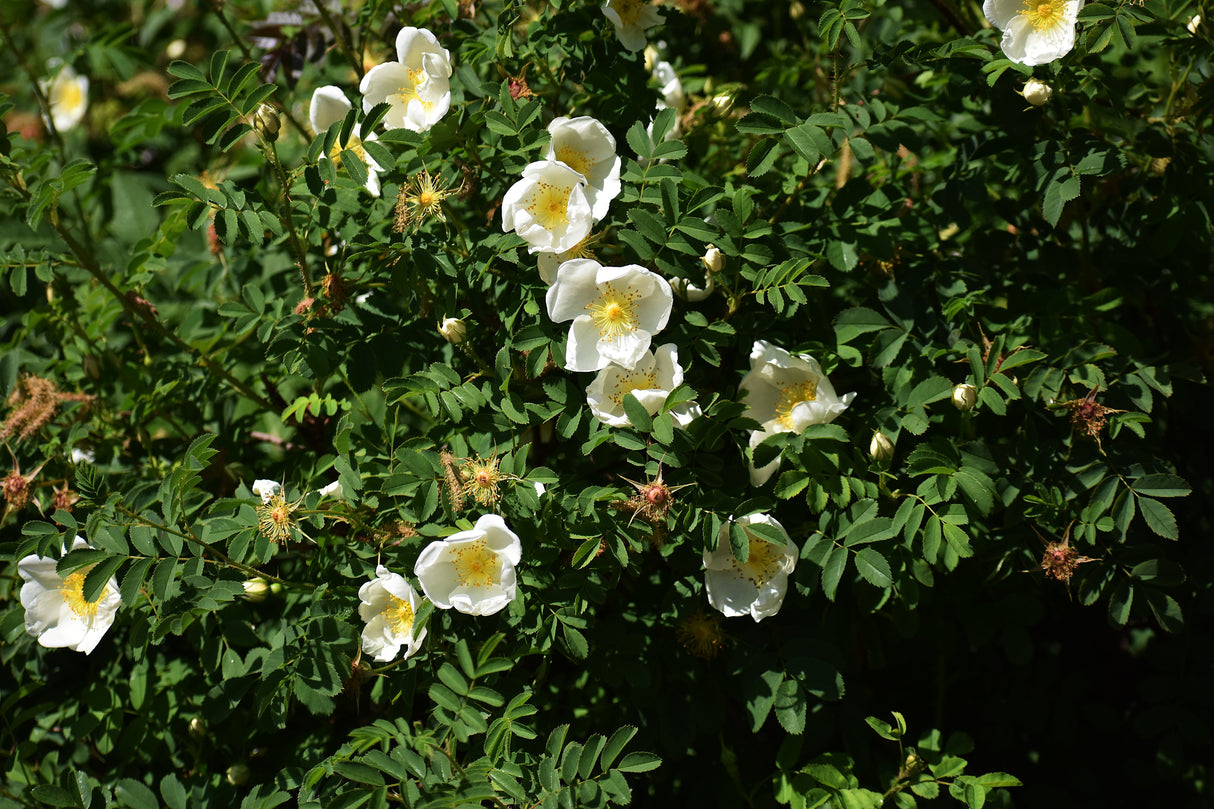 10 WHITE JAPANESE ROSE Rosa Rugosa Alba Bush Rugosa Rose Flower Seeds