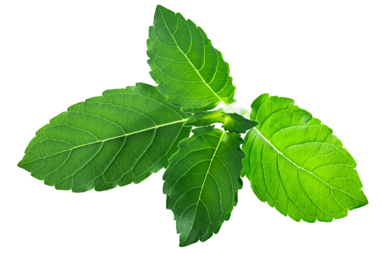 250 Green Tulsi HOLY BASIL Ocimum Sanctum Tenuiflorum Herb Flower Seeds