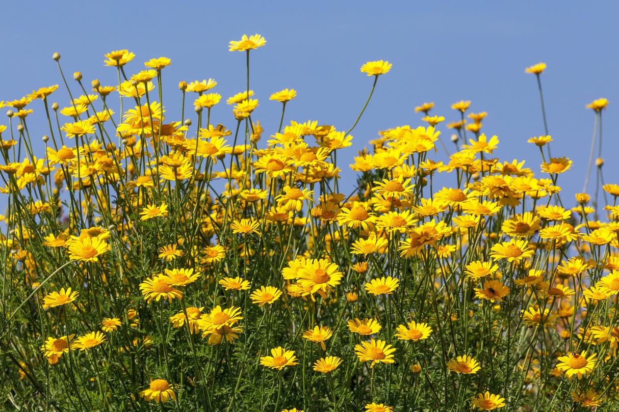 250 GOLDEN MARGUERITE DAISY Dyer's Yellow Chamomile Anthemis Tinctoria Kelwayi Cota Tinctoria Paris Daisy Herb Flower Seeds