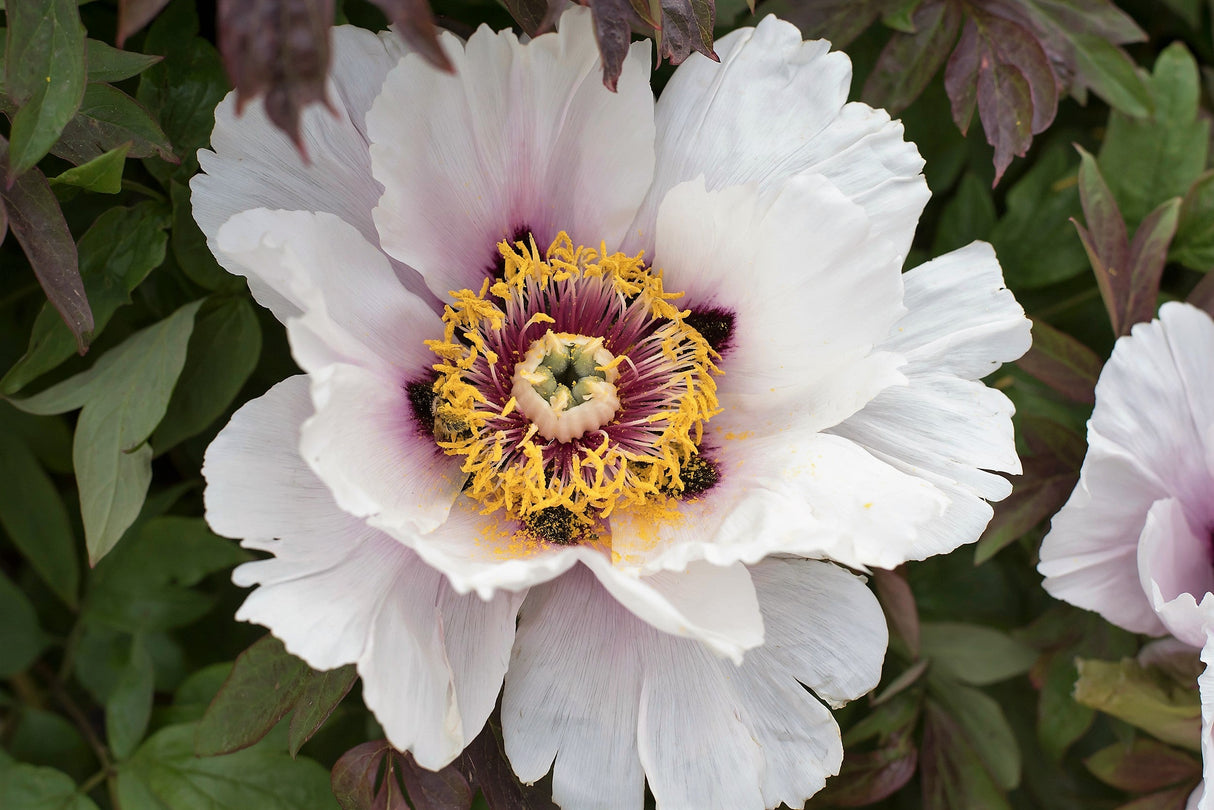 10 TREE PEONY Mountain Paeony Paeonia Suffruticosa Arborea Mixed Colors Red Pink White Purple Yellow Bicolor Flower Shrub Seeds