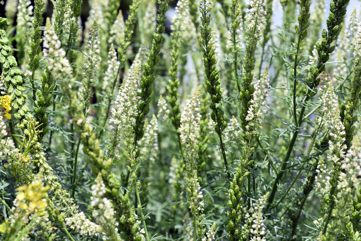 200 WHITE MIGNONETTE Reseda Alba Very FRAGRANT Flower Seeds