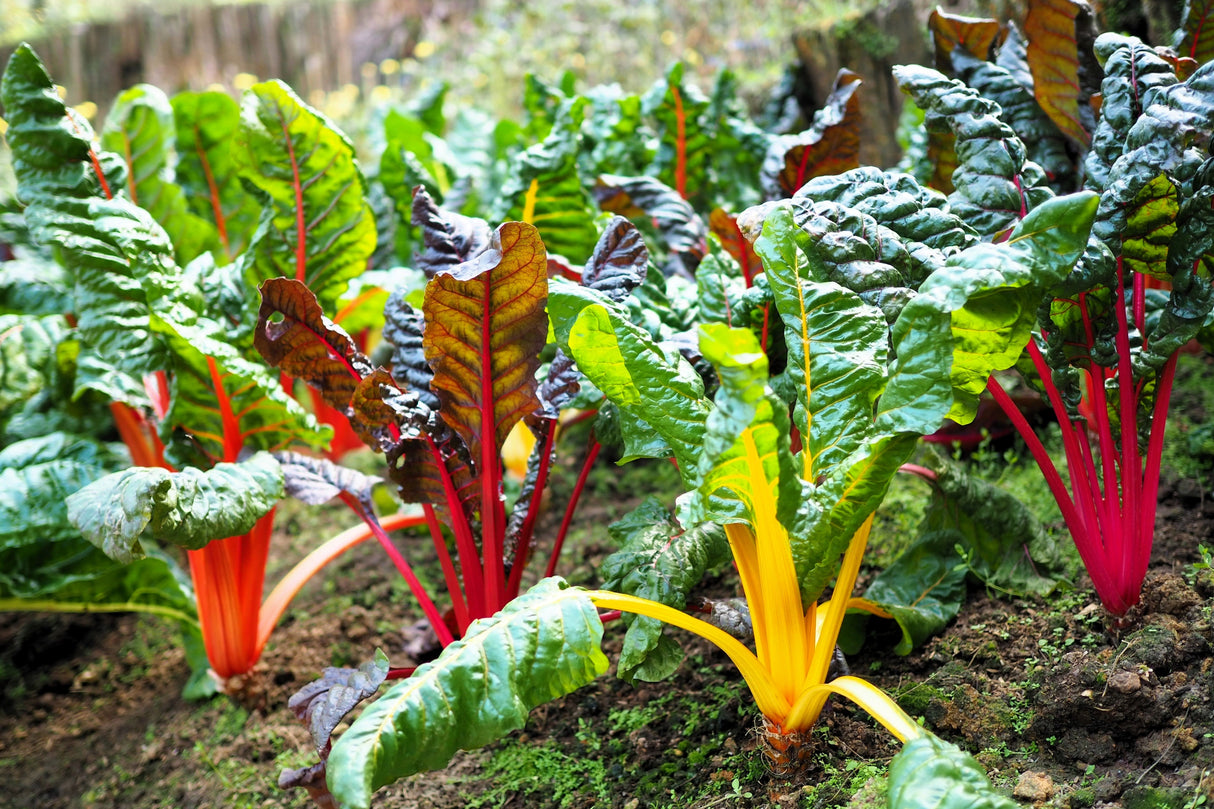 150 Mixed Colors NORTHERN LIGHTS SWISS CHARD (Perpetual Spinach) Beta Vulgaris Cicla Vegetable Seeds