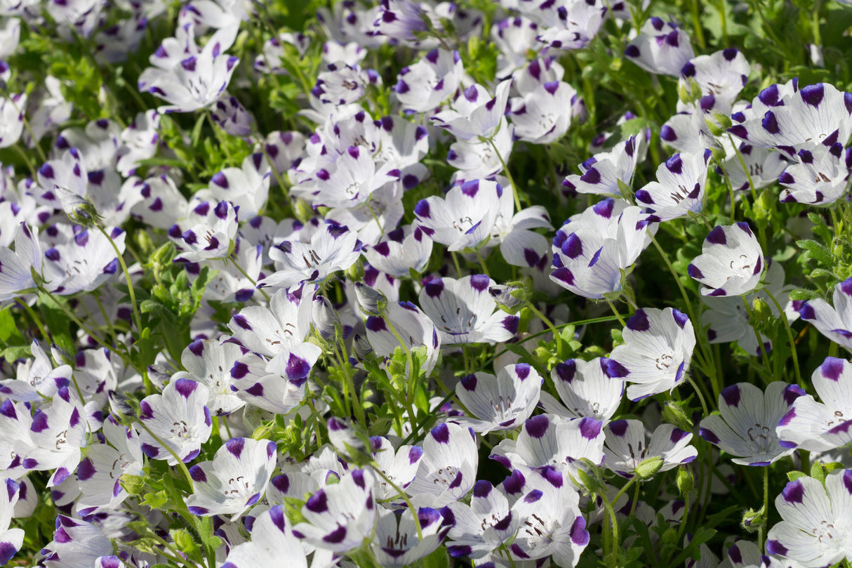 750 FIVE SPOT Nemophila Maculata White & Purple Flower Seeds
