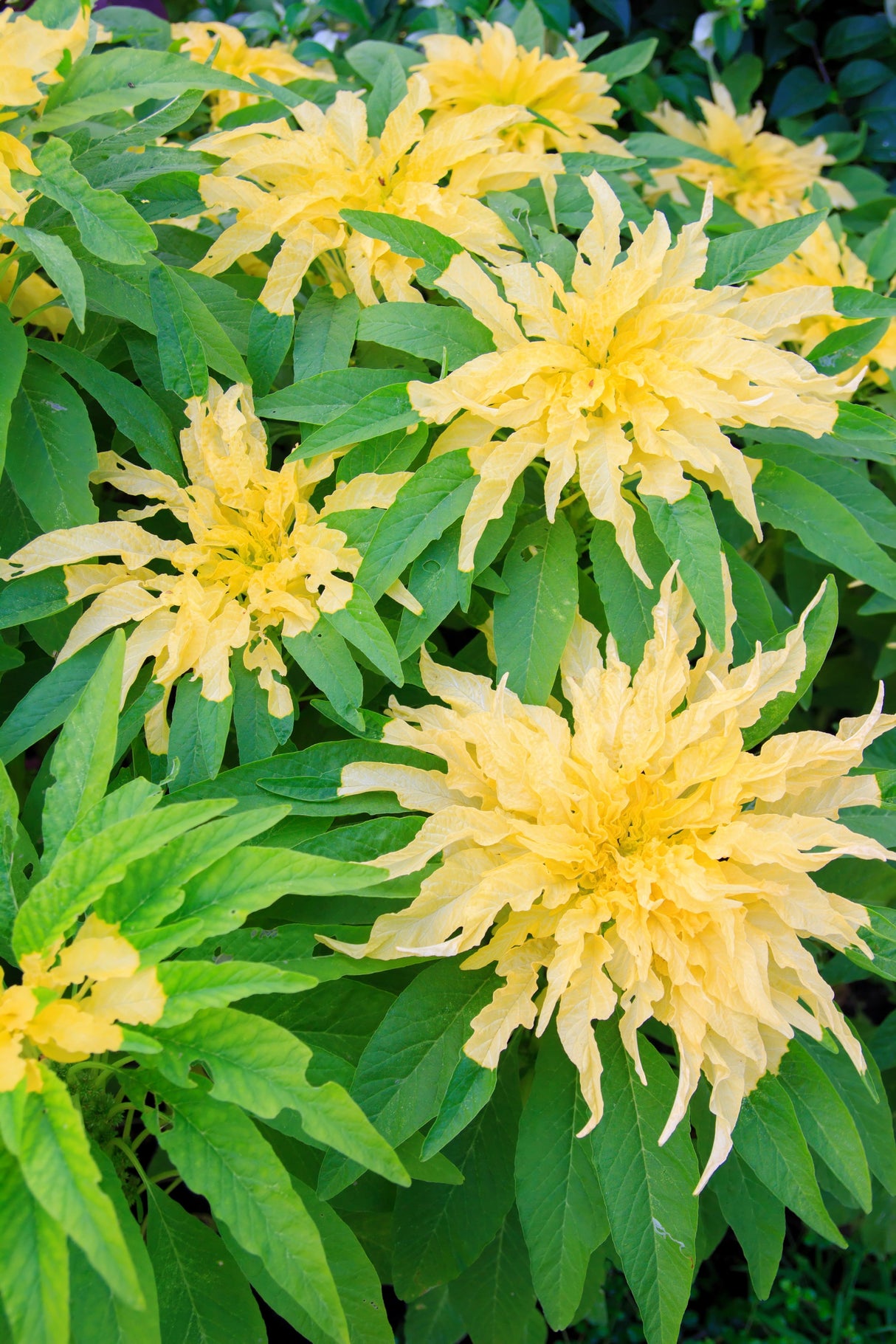 50 AURORA YELLOW AMARANTHUS Tricolor Josephs Coat Flower Seeds