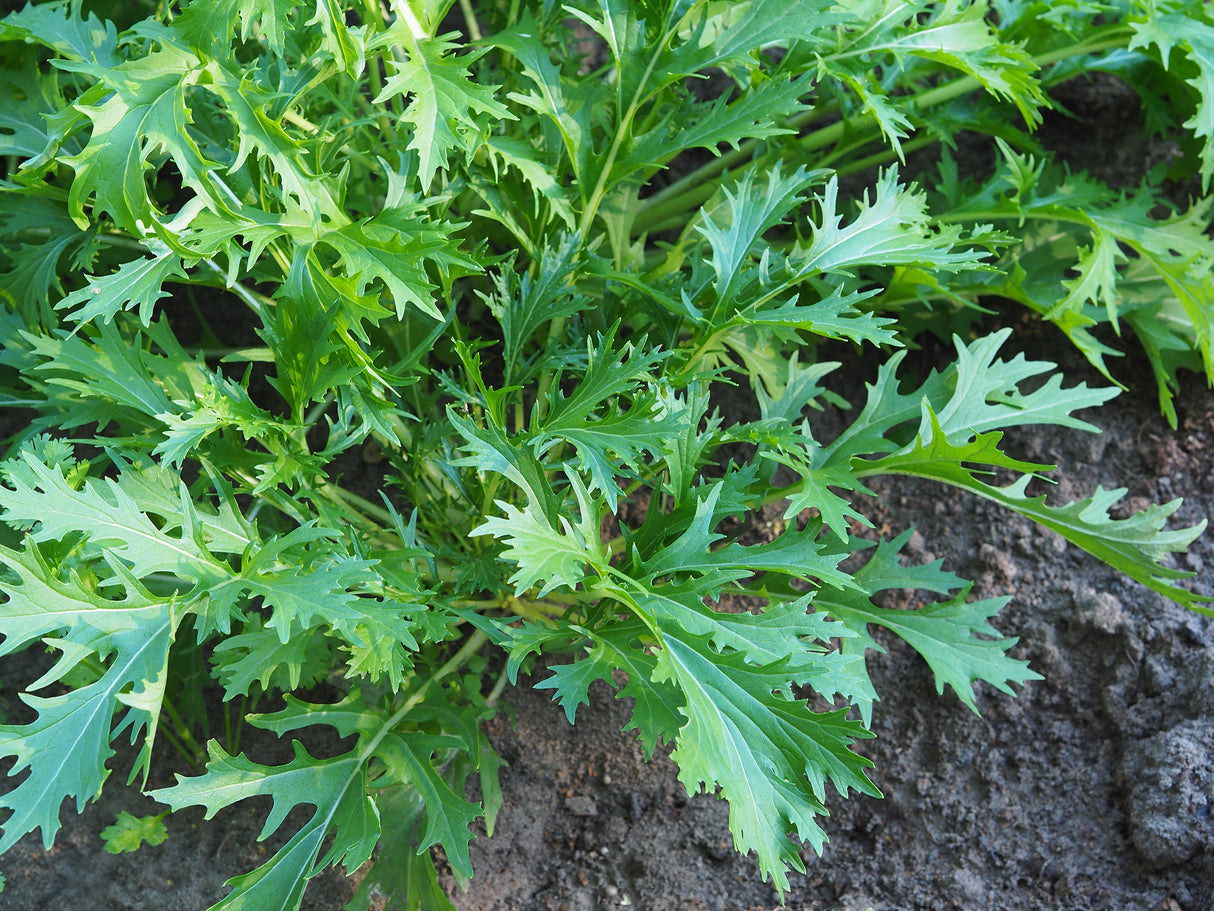 1000 GREEN MIZUNA MUSTARD Japanese Greens Brassica Juncea Herb Vegetable Seeds