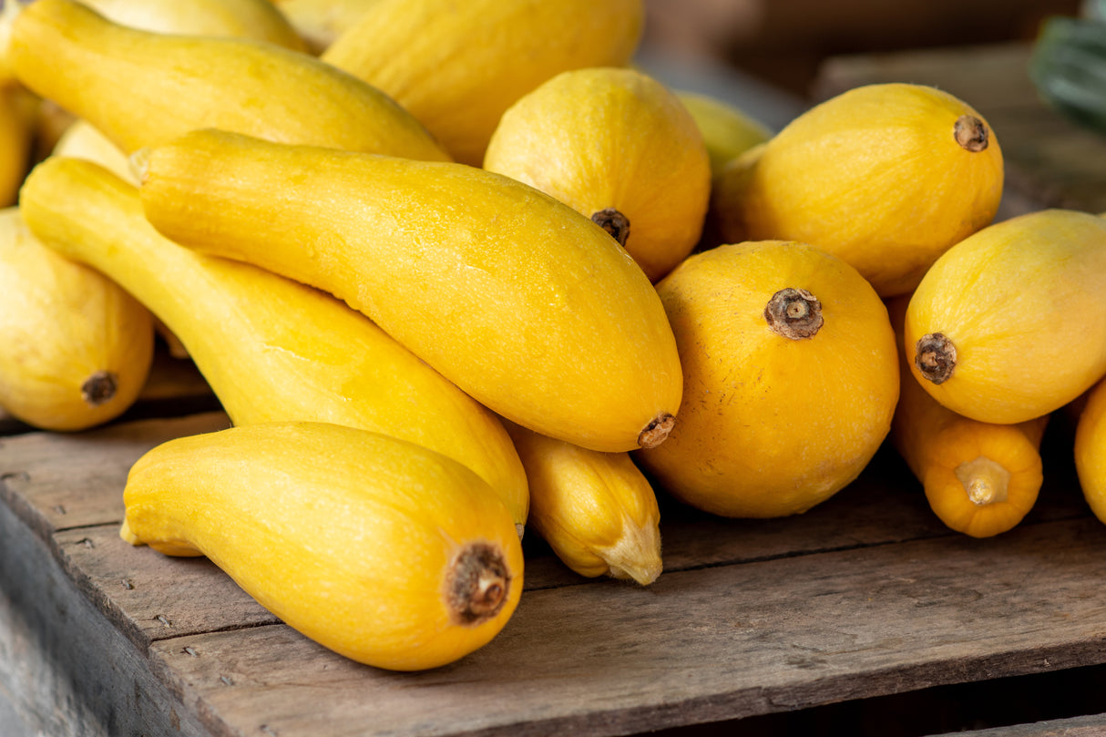 50 Early PROLIFIC STRAIGHTNECK SQUASH Yellow Summer Bush Heirloom Seeds
