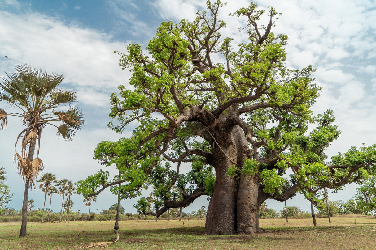 5 African BAOBAB TREE Adansonia Digitata Monkey Bread Judas Fruit Seeds