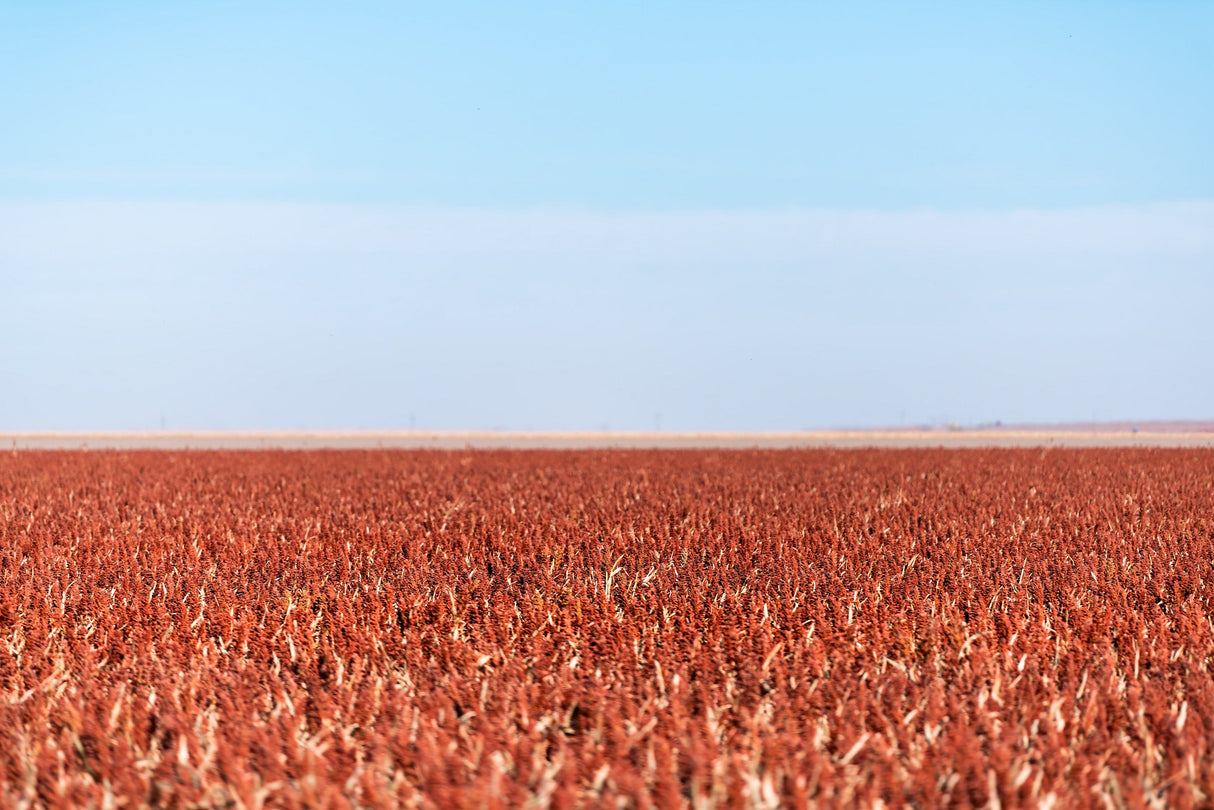 20 Syrup ROX ORANGE SORGHUM Waconia Sugar Cane Bicolor Vegetable Grain Seeds