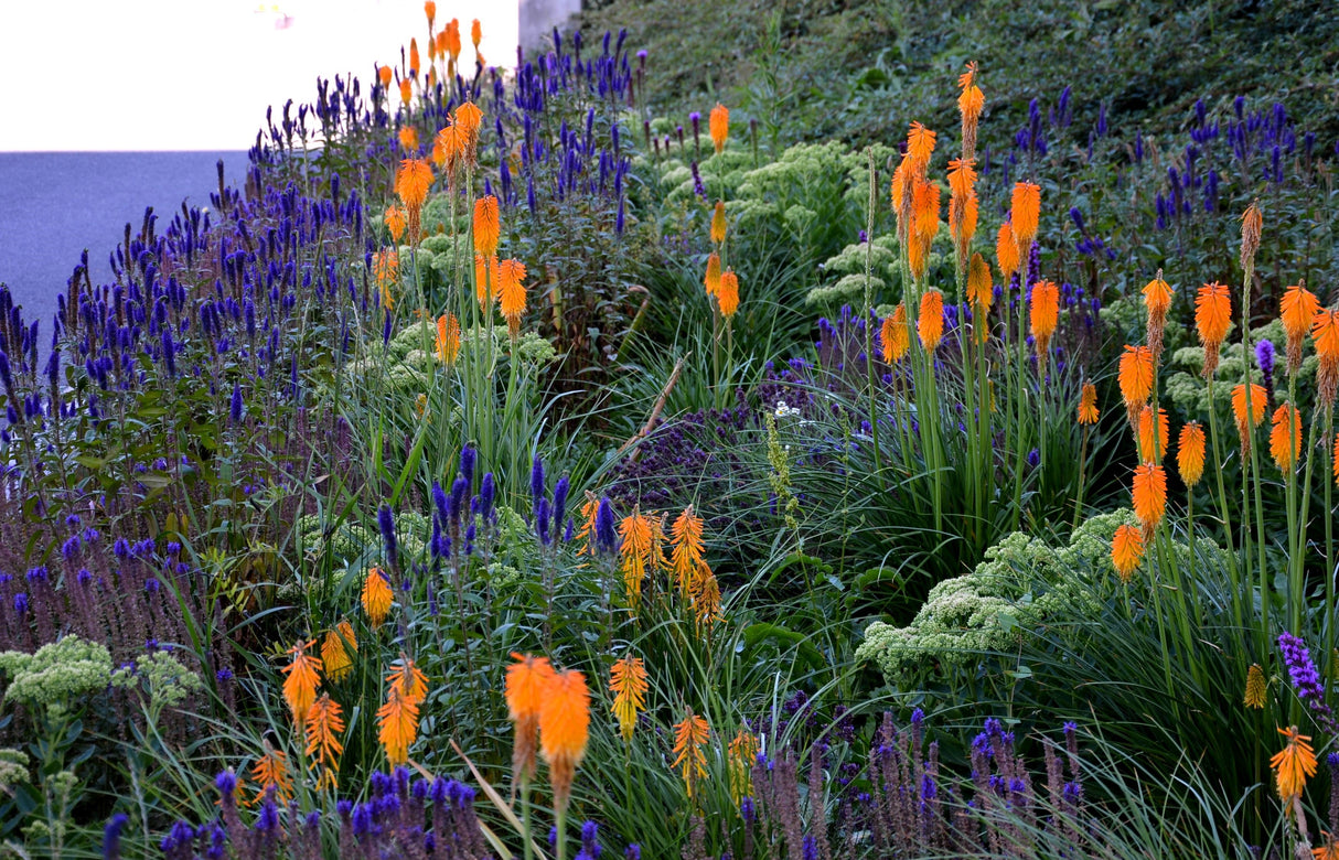 200 BLUE BOUQUET VERONICA Spicata Spike Speedwell Herb Flower Seeds