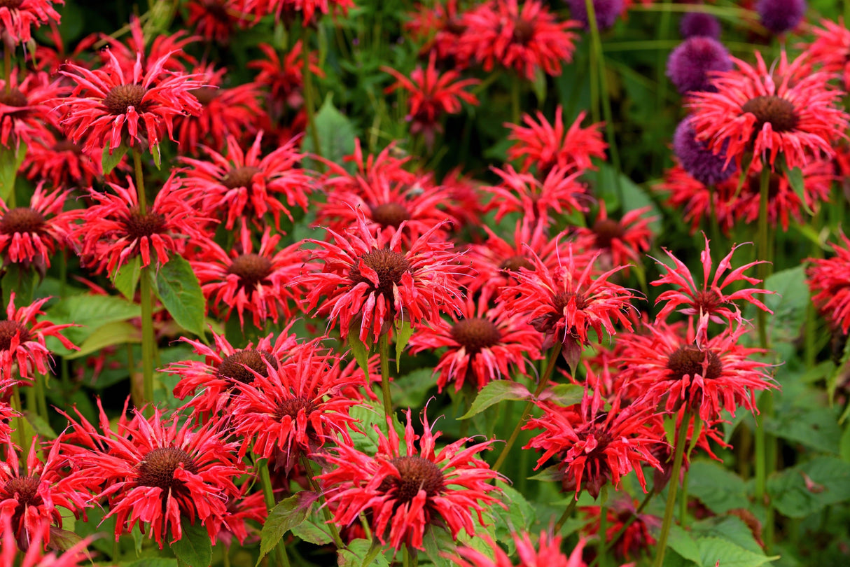 25 BEE BALM MIX Lemon Hummingbird Mint Monarda Didyma Mixed Colors Scarlet, Red, Pink, Purple, Spotted, & Salmon Flower Seeds