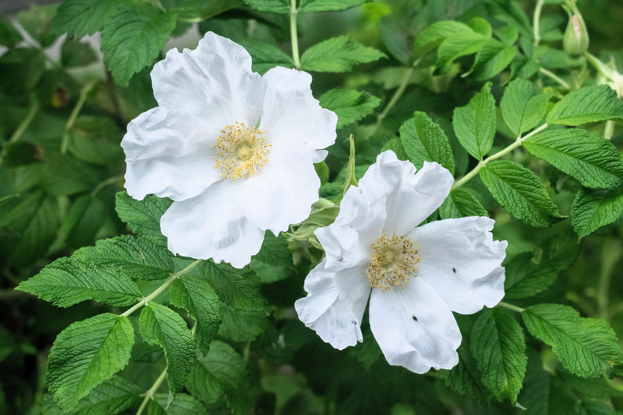 10 WHITE JAPANESE ROSE Rosa Rugosa Alba Bush Rugosa Rose Flower Seeds