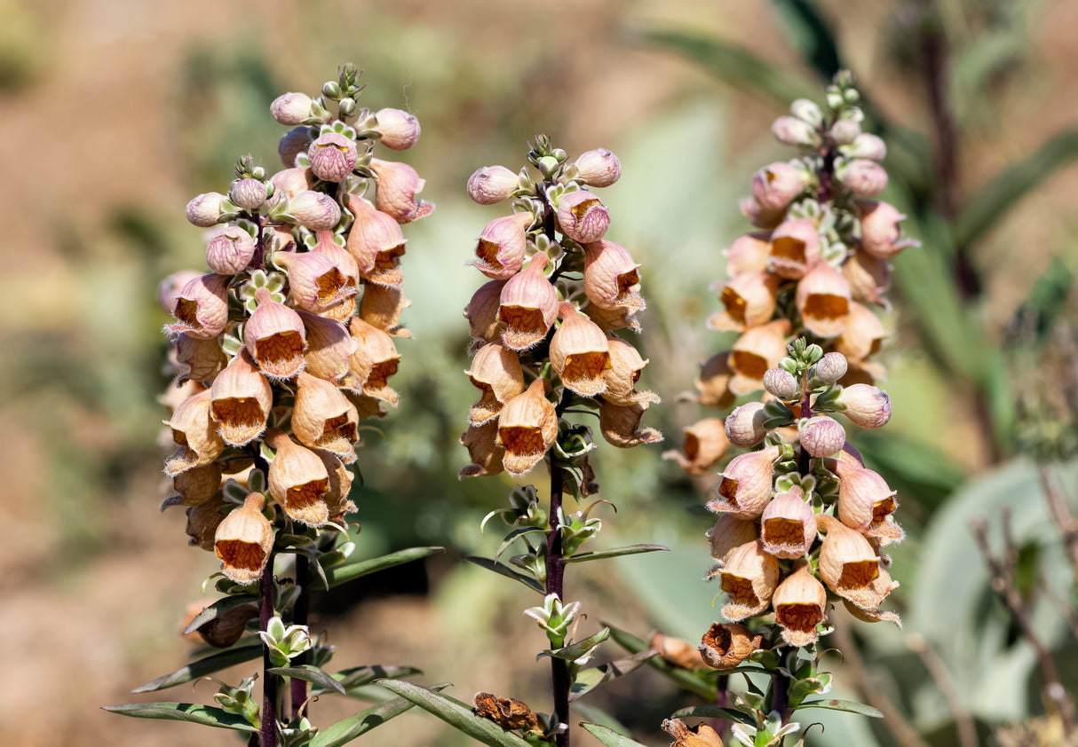 50 RUSTY FOXGLOVE Hummingbird Flower Digitalis Ferruginea Yellow Herald Seeds