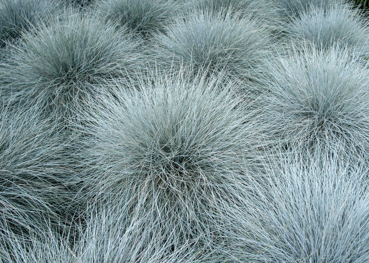 100 BLUE Sheeps FESCUE GRASS Festuca Ovina Glauca Cinerea Seeds