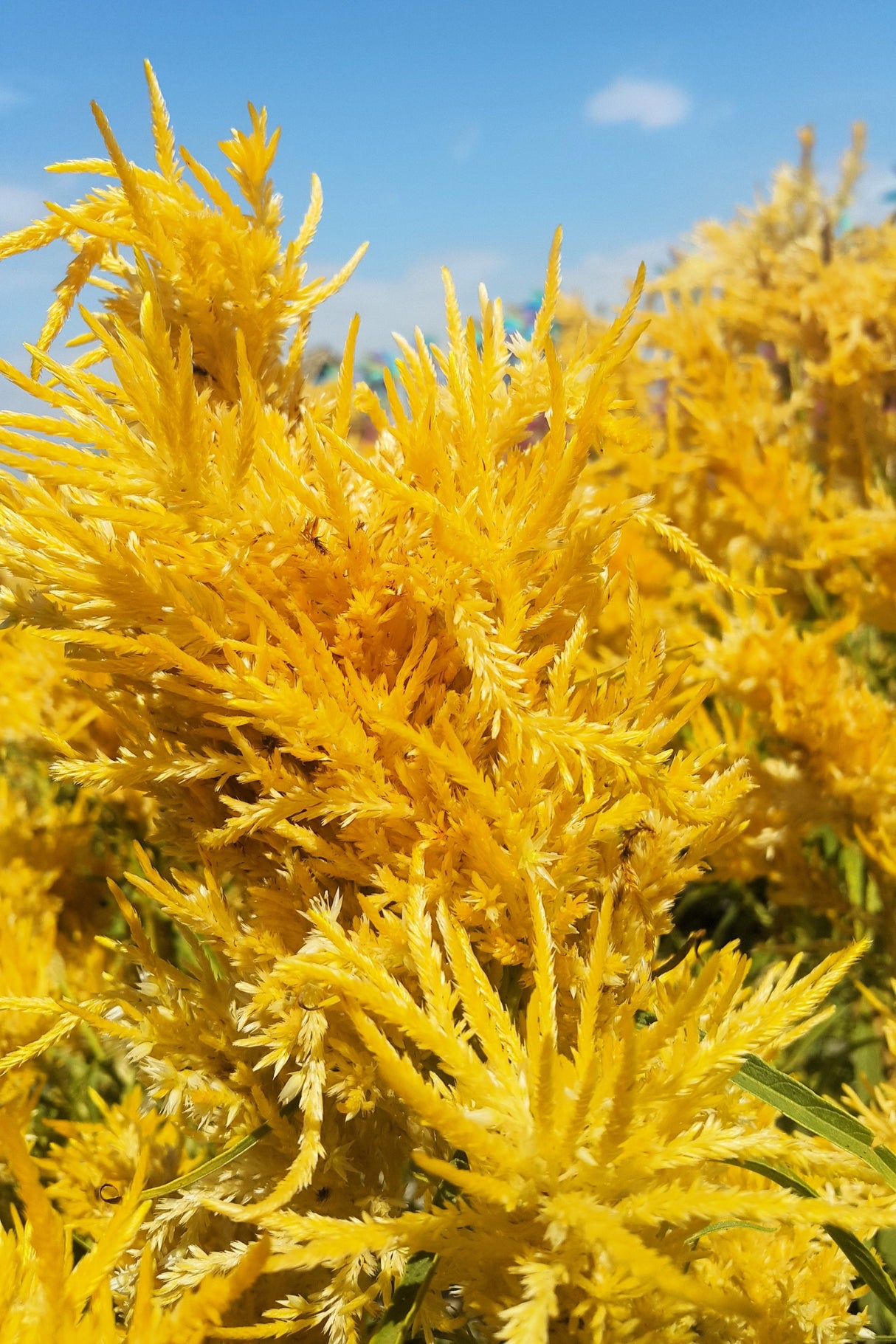 50 AURORA YELLOW AMARANTHUS Tricolor Josephs Coat Flower Seeds