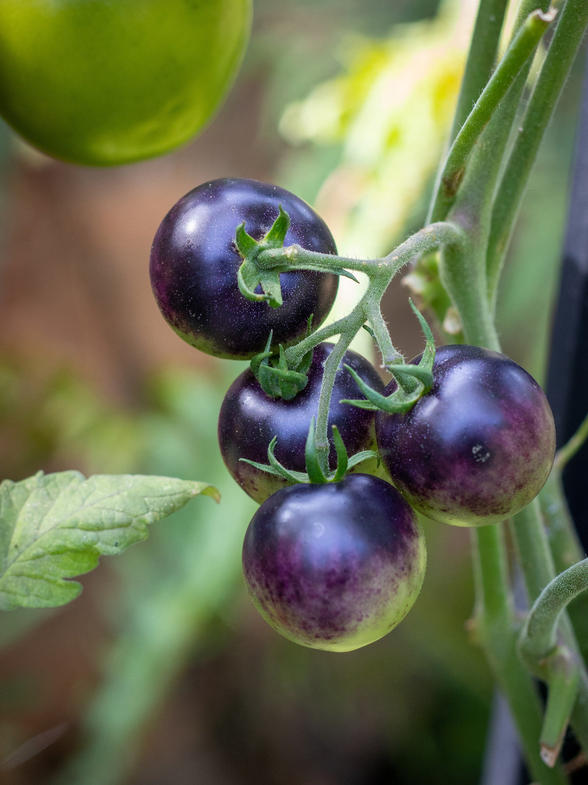 50 PURPLE CHERRY TOMATO Lycopersicon Indeterminate Fruit Vegetable Seeds