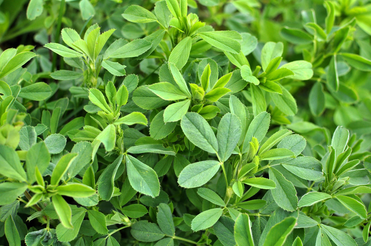 100 CIMARRON ALFALFA Medicago Sativa Ground Cover Forage Purple Flower Seeds