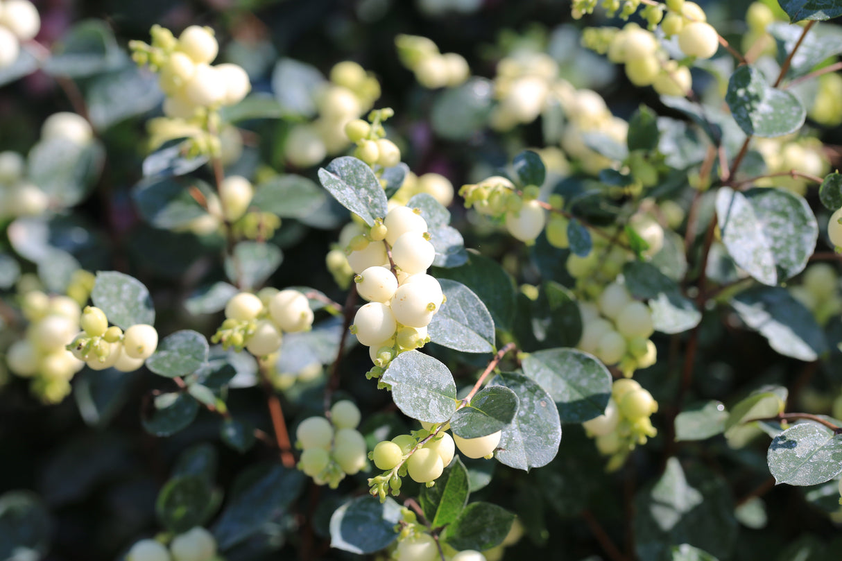 10 Dwarf CREEPING SNOWBERRY Shrub White Pink Flower Symphoricarpos Mollis Seeds