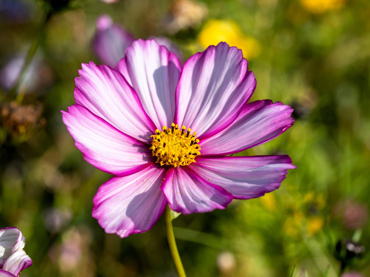 300 CANDY STRIPE COSMOS Bipinnatus Pink White Flower Seeds