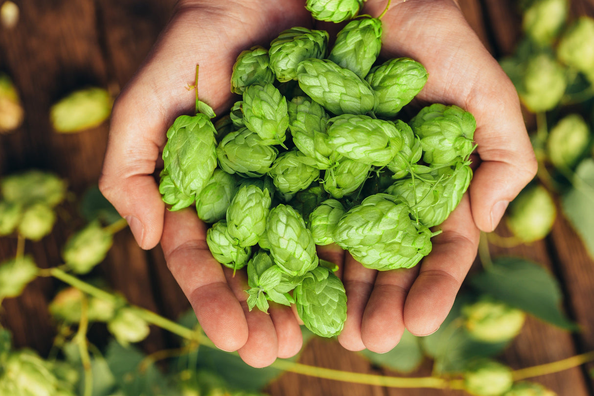 25 COMMON HOPS European Humulus Lupulus Vine Seeds Beer Making Ingredient Seeds
