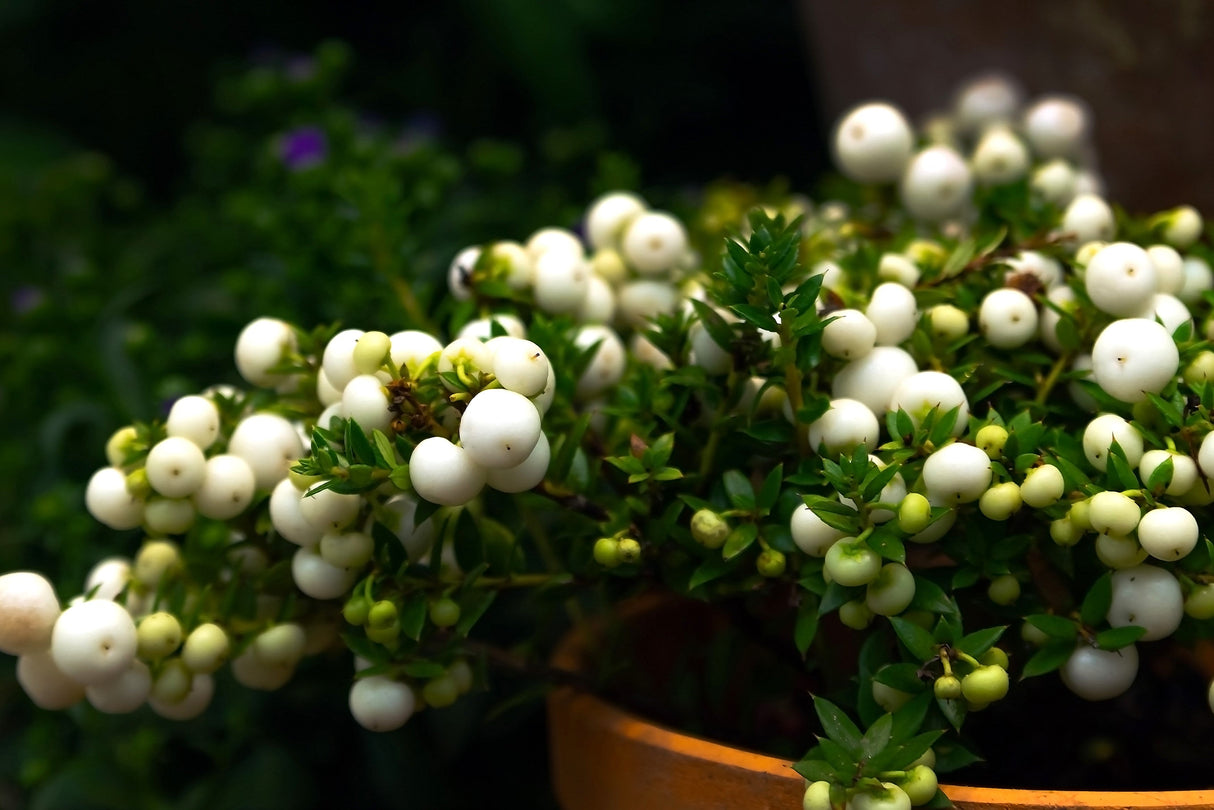 10 Dwarf CREEPING SNOWBERRY Shrub White Pink Flower Symphoricarpos Mollis Seeds