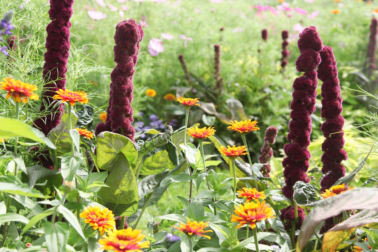 100 Organic ELEPHANT HEAD AMARANTHUS Amaranthus Gangeticus Burgundy Red Flower Seeds