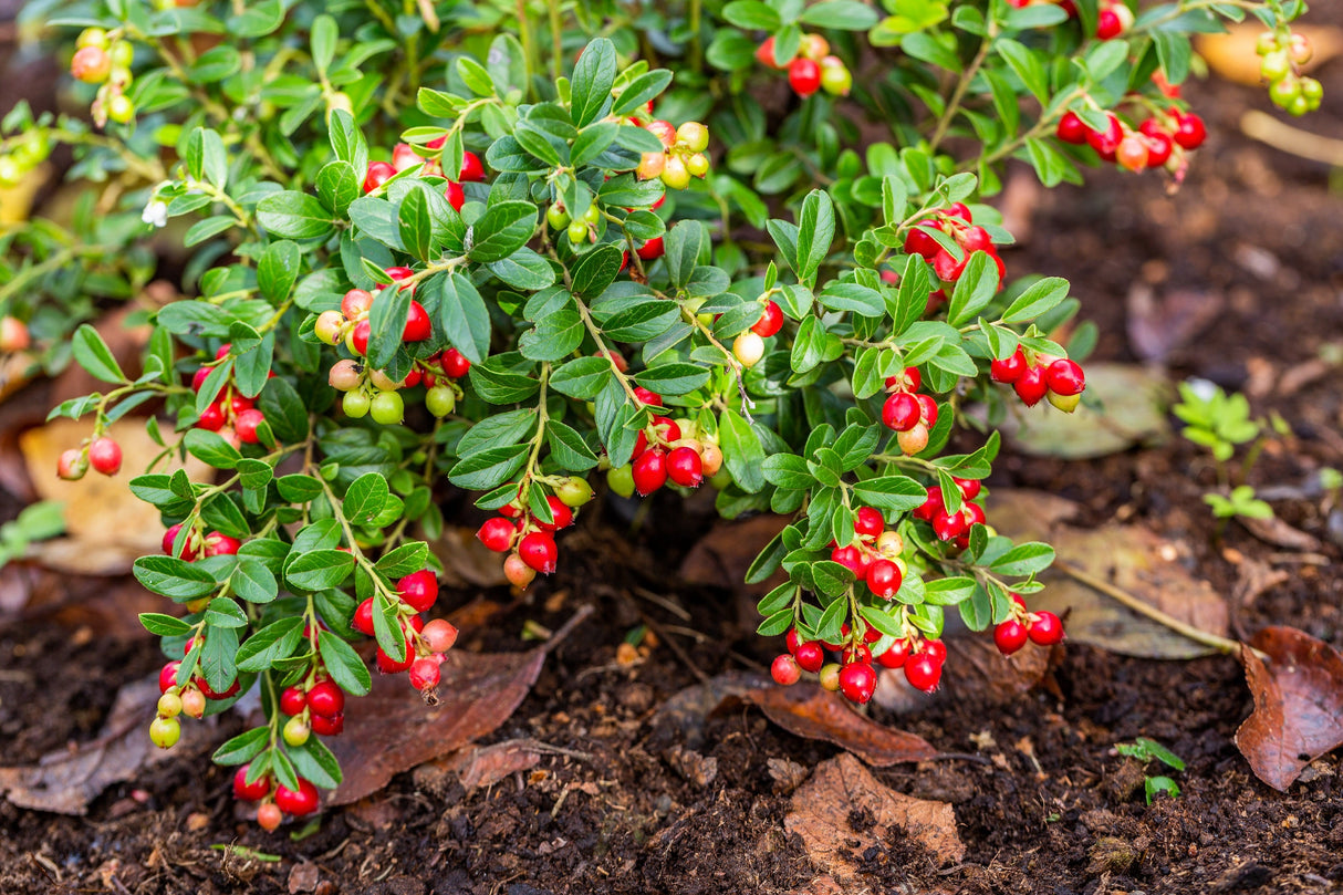 100 Perennial CRANBERRY American Vaccinium Macrocarpon Red Fruit Bush Seeds