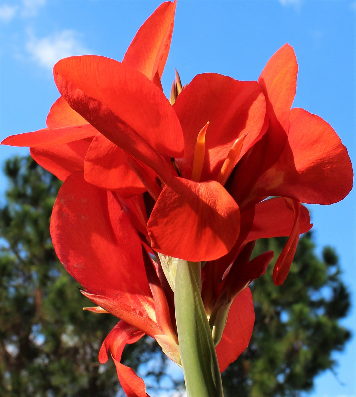 5 RED CANNA LILY Indian Shot Canna Indica Flower Seeds