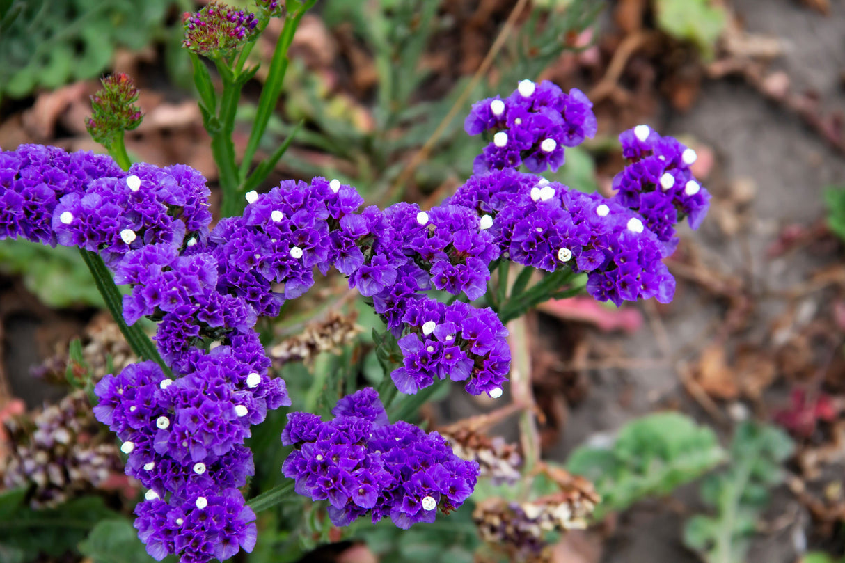 50 Purple STATICE / SEA LAVENDER Limonium Sinuatum Flower Seeds
