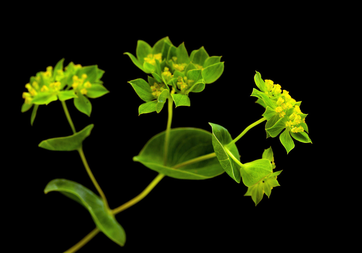 100 GREEN GOLD BUPLEURUM Griffithii Rotundifolium Hares Ear Thoroughwax Flower Seeds