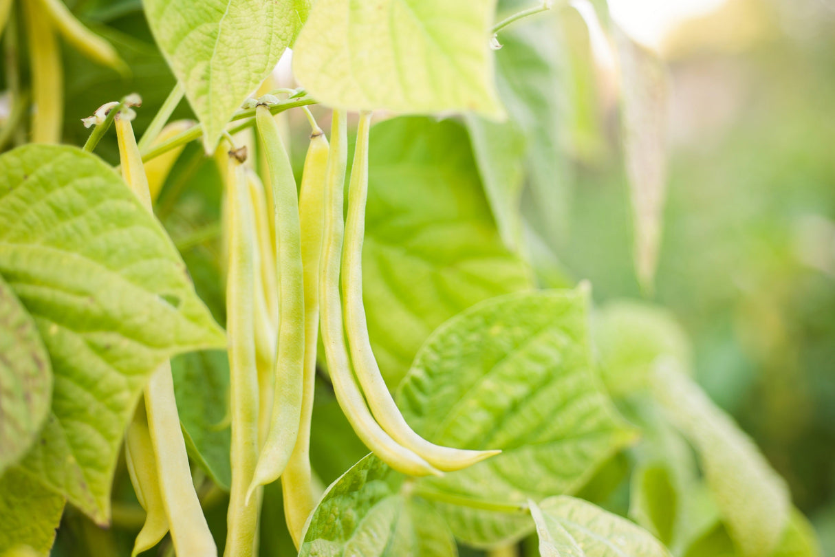50 ' SLENDERWAX ' WAX BEAN Golden Yellow Bush Phaseolus Vulgaris Vegetable Seeds