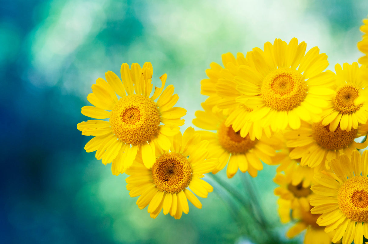 1000 DAHLBERG DAISY Thymophylla Tenuiloba Yellow Flower Seeds - aka Golden Fleece, Gold Carpet, Shooting Star