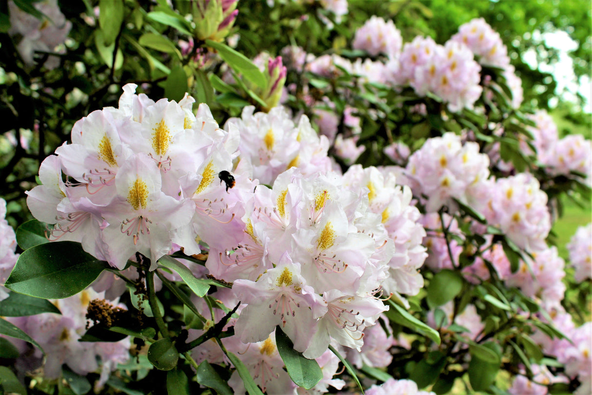 50 MIXED HYBRIDS RHODODENDRON spp. Mixed Colors - Red, Pink, Purple, White, Yellow, Orange Flower Sun or Shade Bush Shrub Seeds