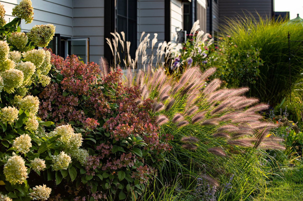 25 Dwarf Purple CHINESE FOUNTAIN GRASS Pennisetum Alopecuroides Hardy Ornamental Seeds