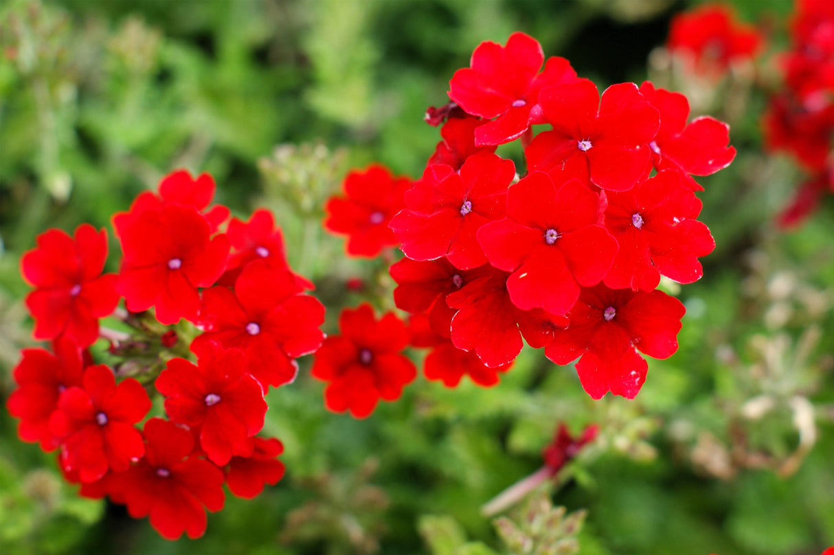 50 SCARLET VERBENA Red Nana Compacta Fragrant Flower Seeds