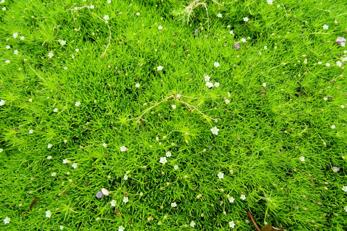 50 IRISH MOSS Groundcover Heath Pearlwort Sagina Subulata White Flower Seeds