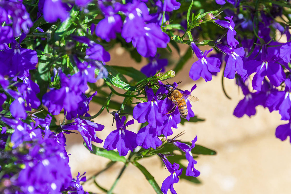200 Lavender & White MRS CLIBRAN LOBELIA Erinus Flower Seeds