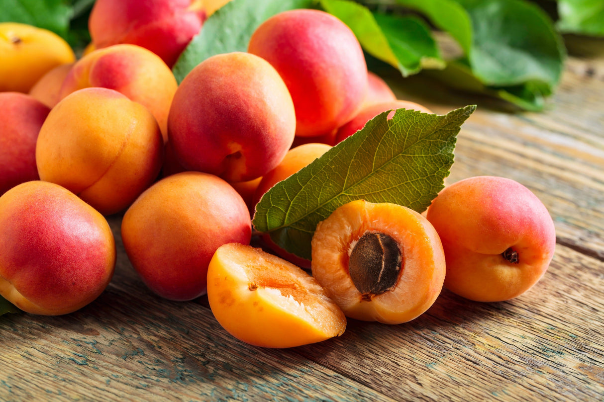 5 MANCHURIAN APRICOT Fruit Tree Flowering Prunus Mandshurica Seeds