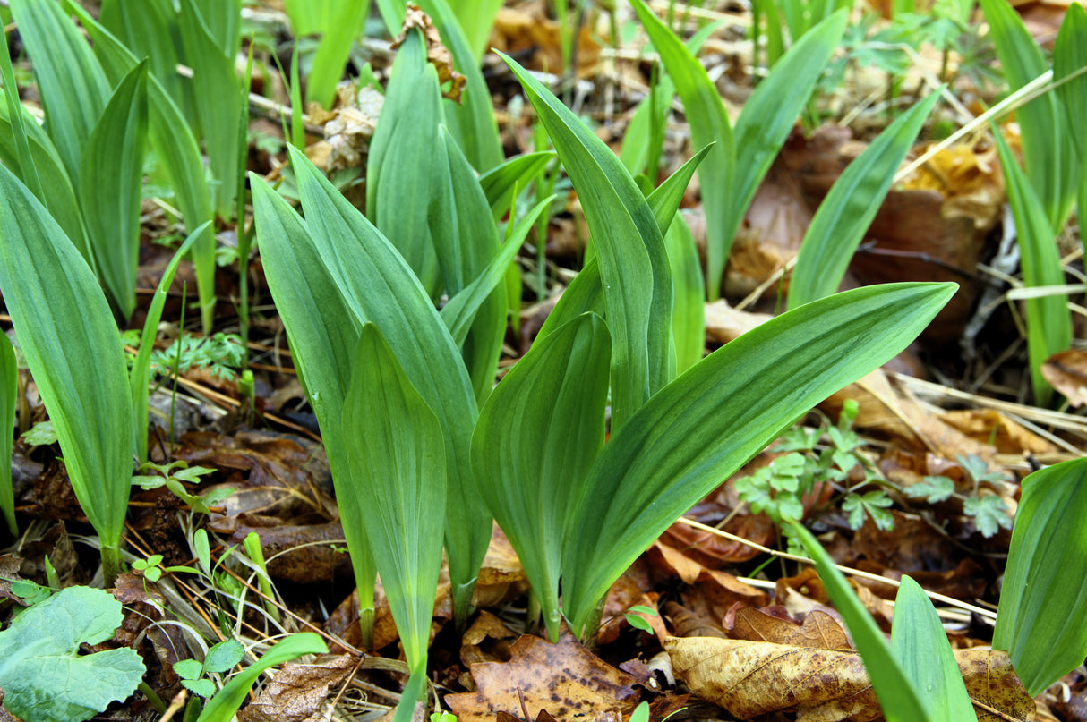 10 RAMSONS / WILD Bear GARLIC Allium Ursinum Vegetable Herb White Flower Seeds