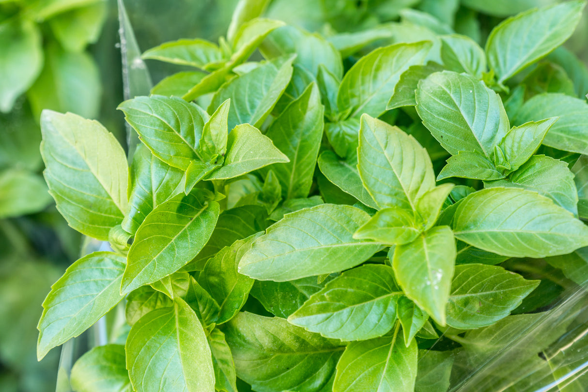 200 MOZZARELLA BASIL Sweet Italian Heirloom Ocimum Basilicum Herb Flower Seeds