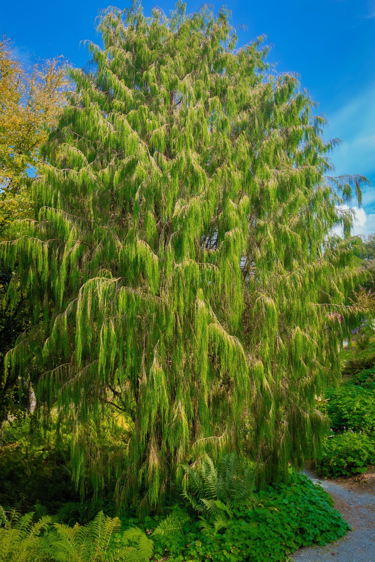 30 Mexican WEEPING PINE TREE Evergreen Pinus Patula Seeds
